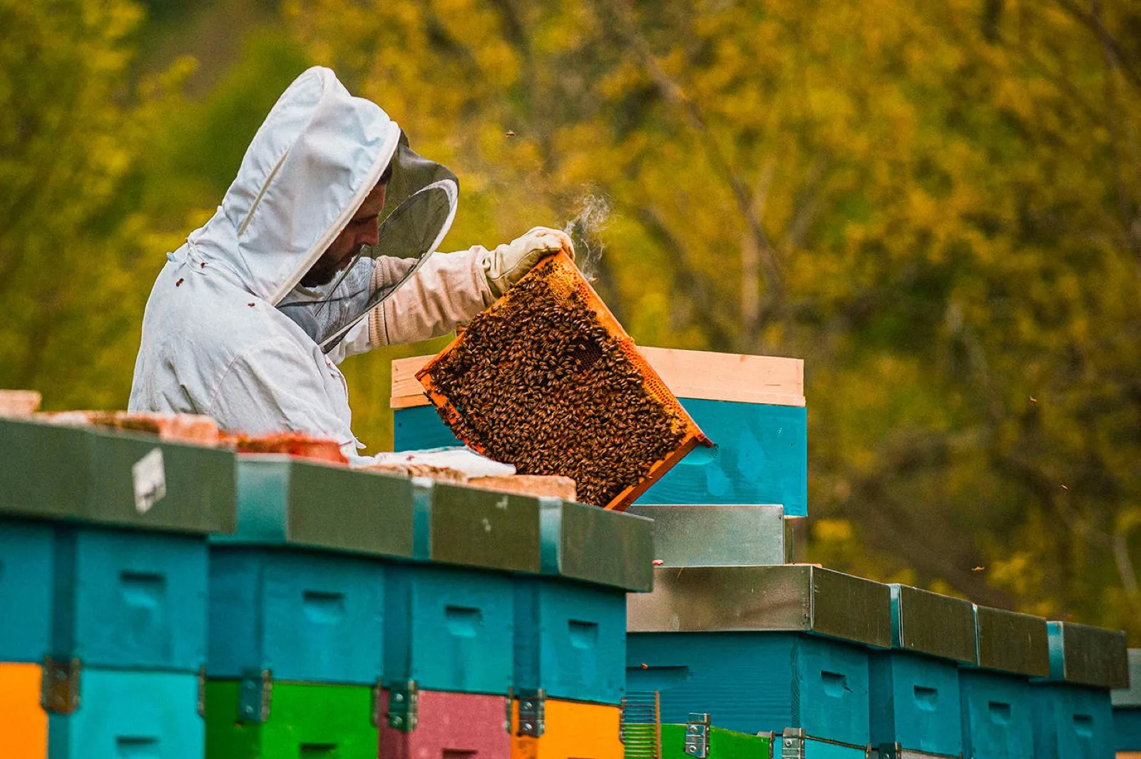 Honey tasting